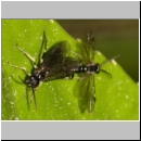 Symphyta sp - Blattwespe 04a 6-7mm.jpg